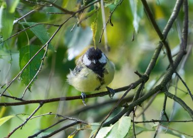 tit bird on the branches of a tree