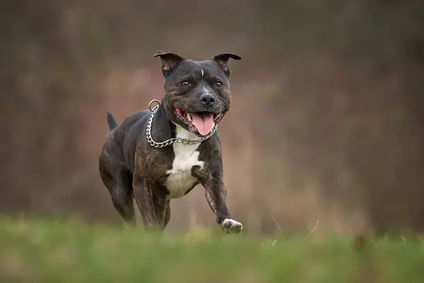 Köpek yetiştiricisi Amerikan Stadyumu Teriyeri güneşli bir bahar gününde ormanda koşuyor.