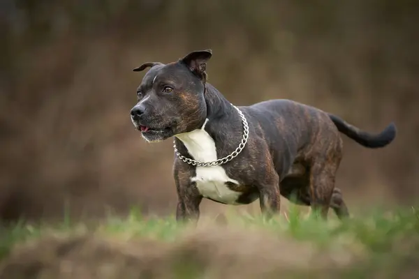 Amerikan personeli teriyer köpeği.