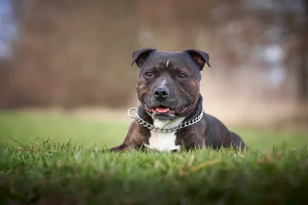 Bir köpeğin portresi.