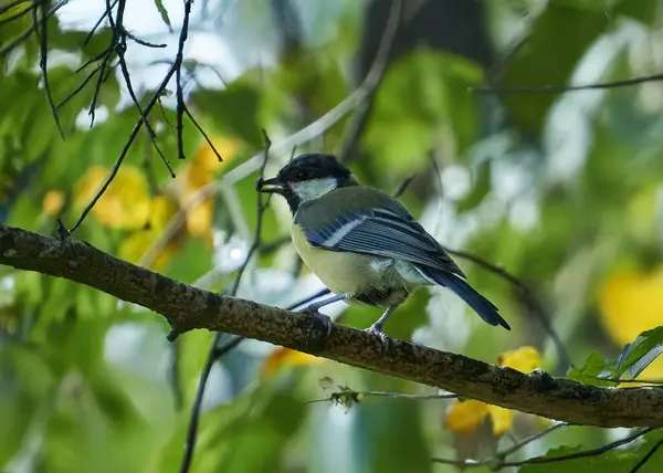 Ormanda bir ağacın dalında bir kuş oturuyor.