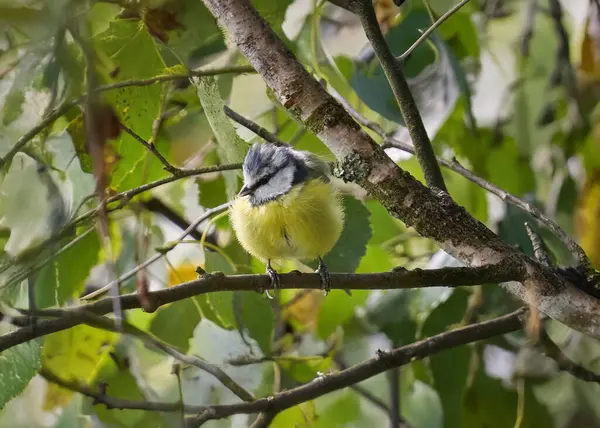 tit bird sitting on a branch