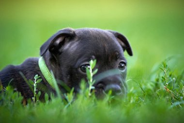 Şirin siyah bir köpek yavrusunun portresi