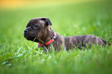 Şirin Amerikan Staffordshire teriyeri.