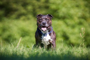 Bir Amerikan Staffordshire Teriyerinin Portresi