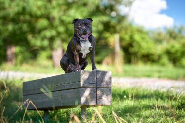 Köpek doğurmak Amerikan Staffordshire Terrier