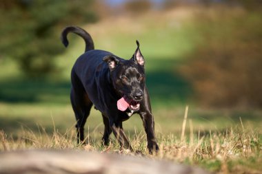Sonbaharda mutlu bir köpek