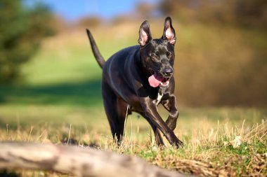 Siyah köpek yaz günü yeşil çayırda koşuyor.