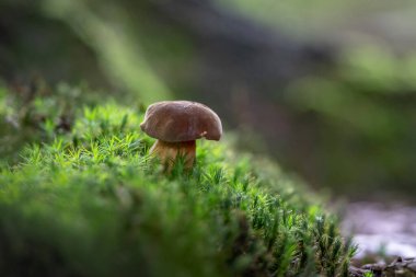 Ormandaki mantar. Kapatın.