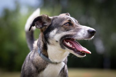 Bir köpeğin portresi.