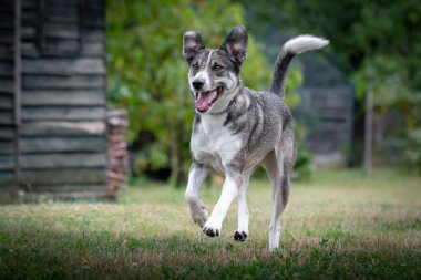 Bir köpeğin portresi.