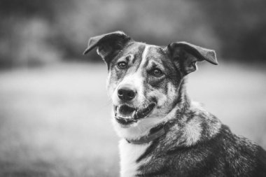 Bir köpeğin portresi.