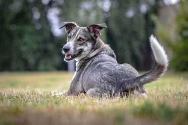 Otların arasında bir köpek