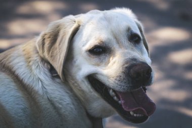 Labrador köpeği portreyi kapat