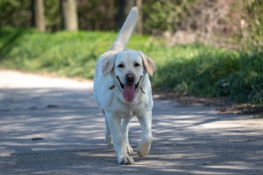 Labrador Retriever köpeği parkta koşuyor.