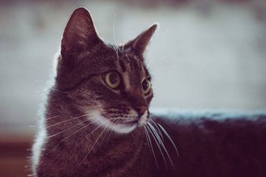 Şirin bir kedinin portresi, yakın çekim.