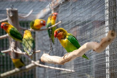 Kafesteki renkli papağanlar.