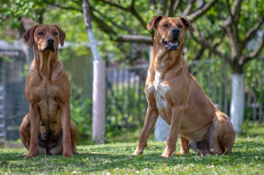 Parktaki köpekler. Köpek cinsi Ridgeback.