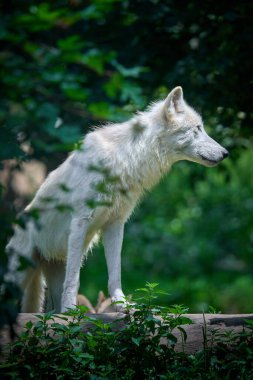 Vahşi gri kurt (köpek lupus) )