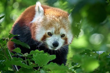 Ağaçlardaki kırmızı panda