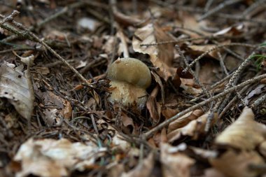 Ağaç gövdesinde bir mantar