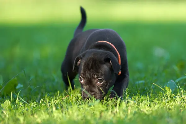 Şirin bir köpeğin portresi.