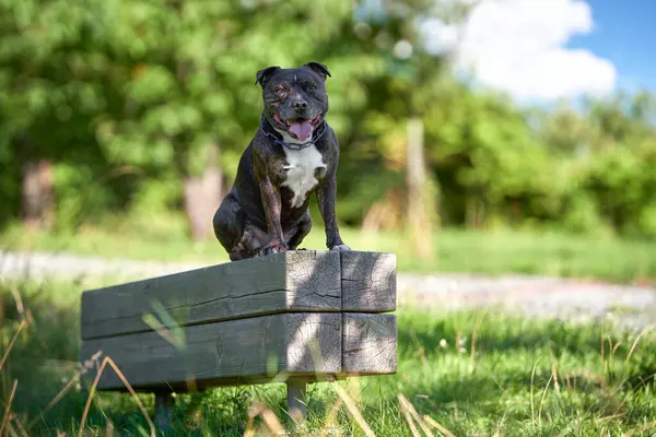 Köpek doğurmak Amerikan Staffordshire Terrier