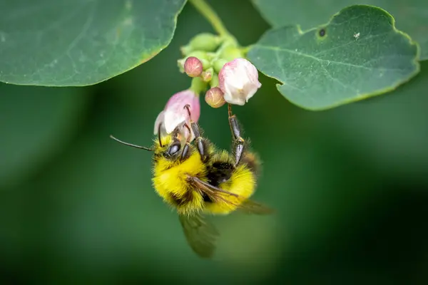 Pembe çiçekte oturan yaban arısının yakın görüntüsü.