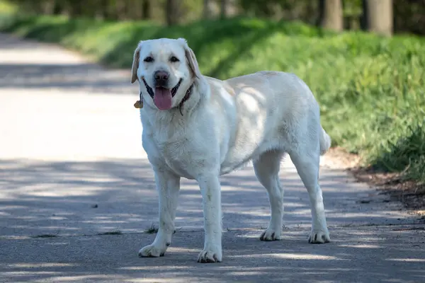 Labrador Retriever köpeği parkta yürüyüşe çıktı.