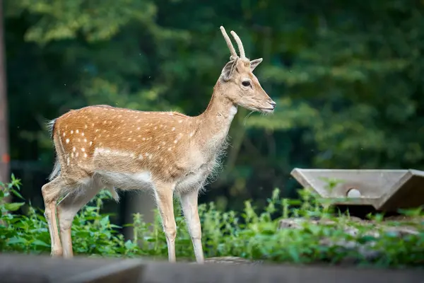 Ormandaki genç kızıl geyik