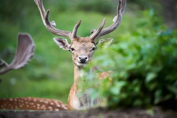 Ormandaki kırmızı geyik