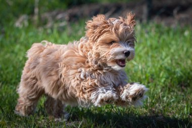 Parkta koşan küçük şirin köpek.