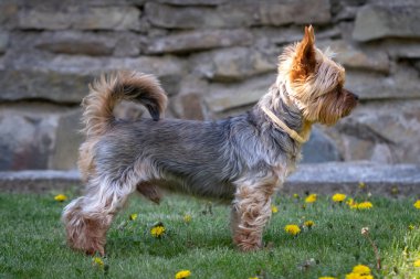 Yorkshire Teriyeri bahçede