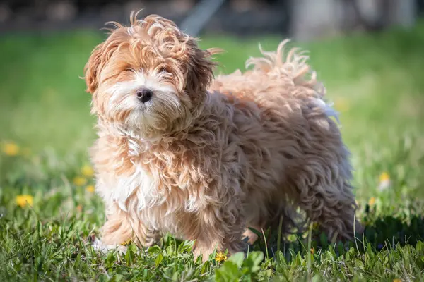 Köpek cinsi Yorkshire Teriyeri