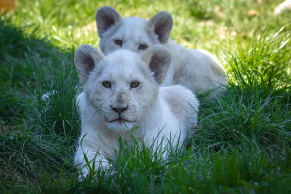 Hayvanat bahçesinde iki beyaz aslan oynuyor.,