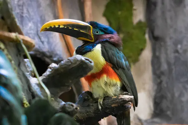 Tüyleri olan güzel bir papağan