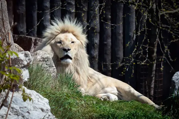Hayvanat bahçesindeki aslan