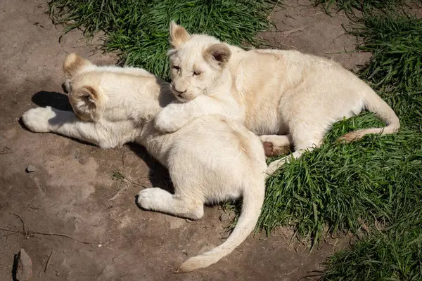 Yerde yatan aslanlar.