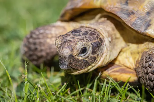 bir kaplumbağa yakın çekim