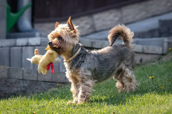 Şirin köpek yavrusu çimenlerde oynuyor.
