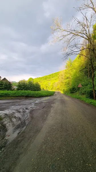 Gün batımında ormanda yol