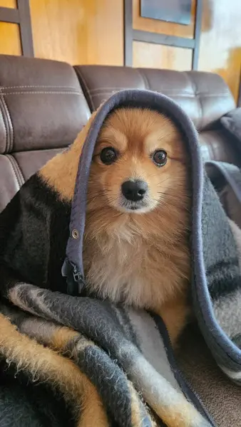 Pomeranya köpeği kanepede.