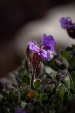 Bahçedeki güzel çiçekler