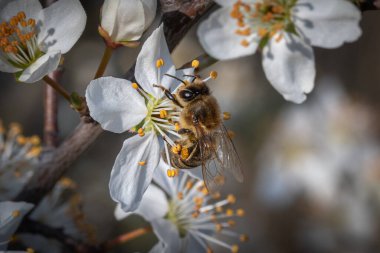 Baharda beyaz bir çiçekteki arı