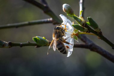 Arı çiçek nektarı toplar.