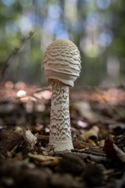 Ormanda beyaz mantar