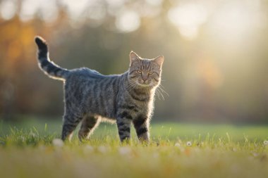 Sonbaharda yürüyen sevimli kedi.