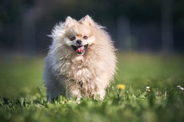Parktaki mutlu Pomeranya dili