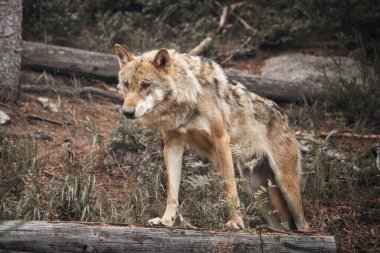 Karpatların içindeki kurt.