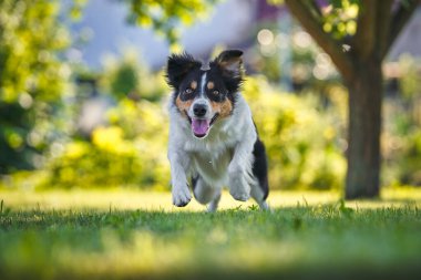 Mutlu Sınır Köpekleri Bahçede